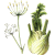 Fenouil BIO en gélules  (Foeniculum vulgare)