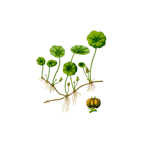 Centella Asiatica Gotu Kola BIO en gélules