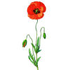 Coquelicot fleurs BIO en gélules (Papaver rhoeas)