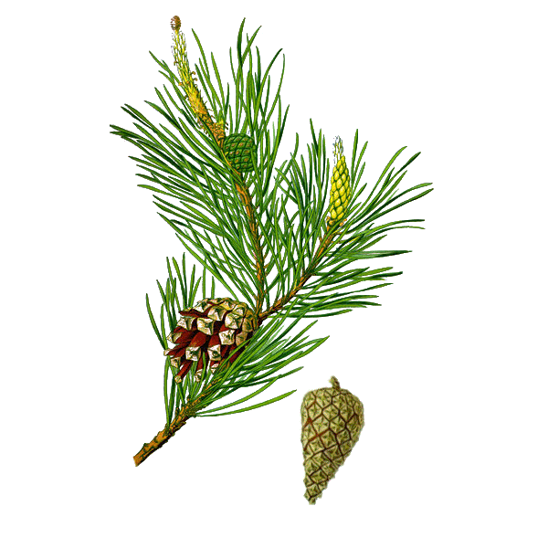 Pin Bourgeons en gélules (Pinus sylvestris)