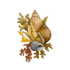 Crème Arthro+ Marin à la condroïtine et silice