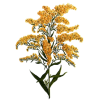 Verge d'or en gélules (Solidago virgaurea)