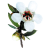 Huile essentielle Manuka sauvage (Leptospermum scoparium)