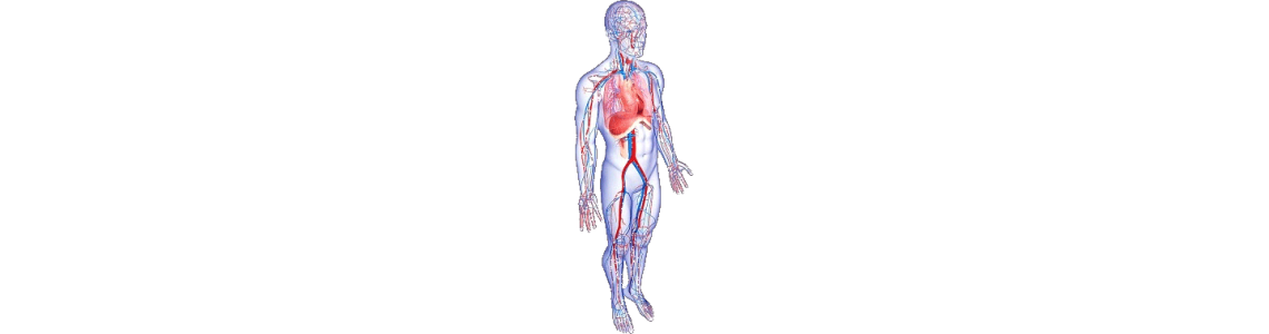 Plantes médicinales circulation veineuse et lymphatique - ABC de la Nature