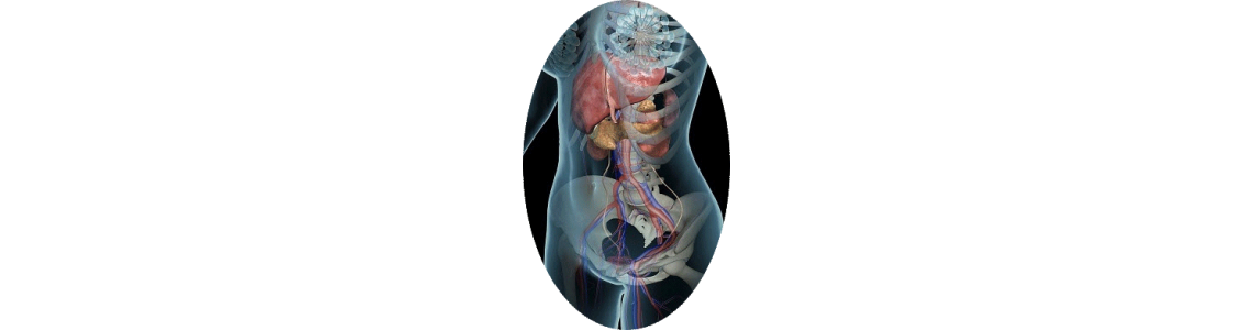 Confort de la digestion, de l'estomac et du foie - ABC de la Nature