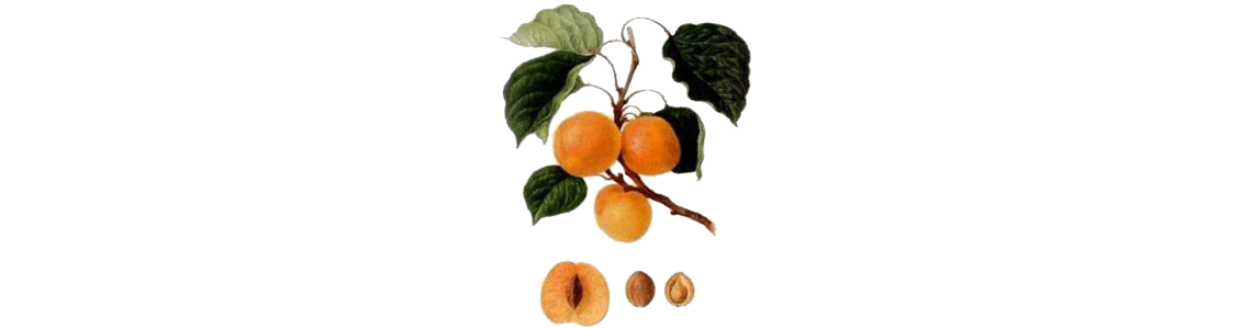 Huiles végétales haute qualité biologique - ABC de la Nature