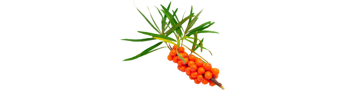 Toutes nos plantes qui contiennent des vitamines - ABC de la Nature